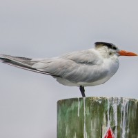 Royal Tern